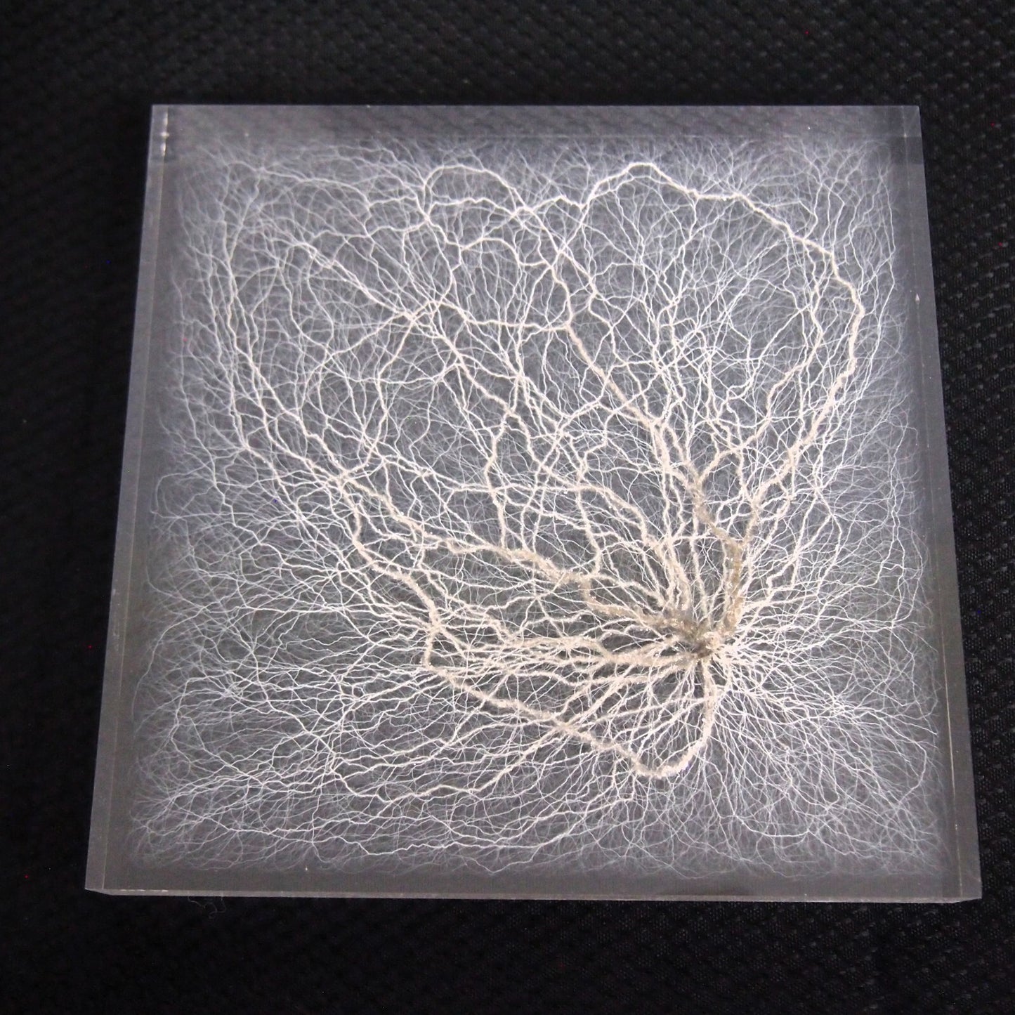Chaotic Lichtenberg Figure in acrylic - Atomic Discharge - 6" x 6" - CIMOTA ✨
