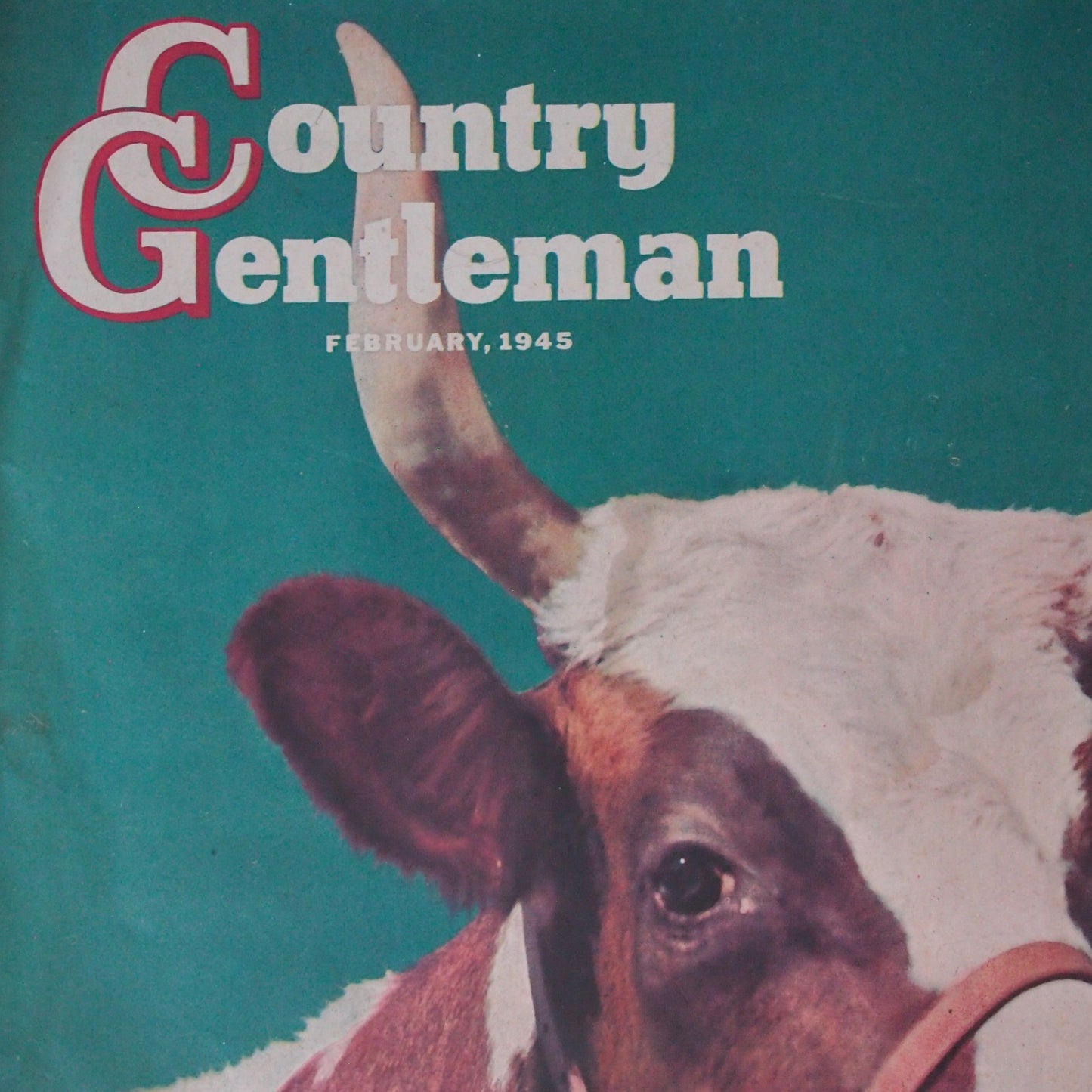 Country Gentleman Magazine - Kodachrome Bull Cover - F.P.Sherry - February 1945