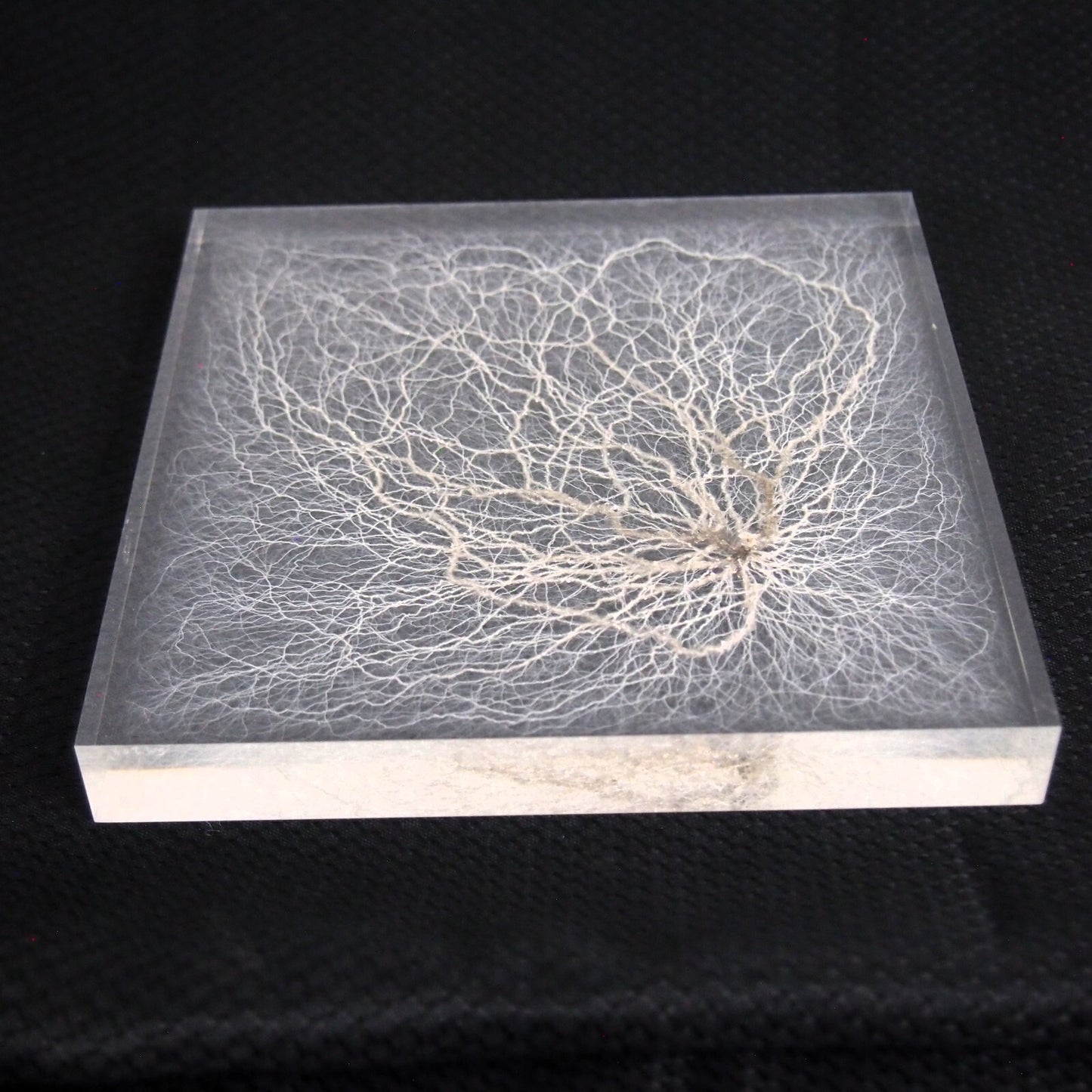 Chaotic Lichtenberg Figure in acrylic - Atomic Discharge - 6" x 6" - CIMOTA ✨