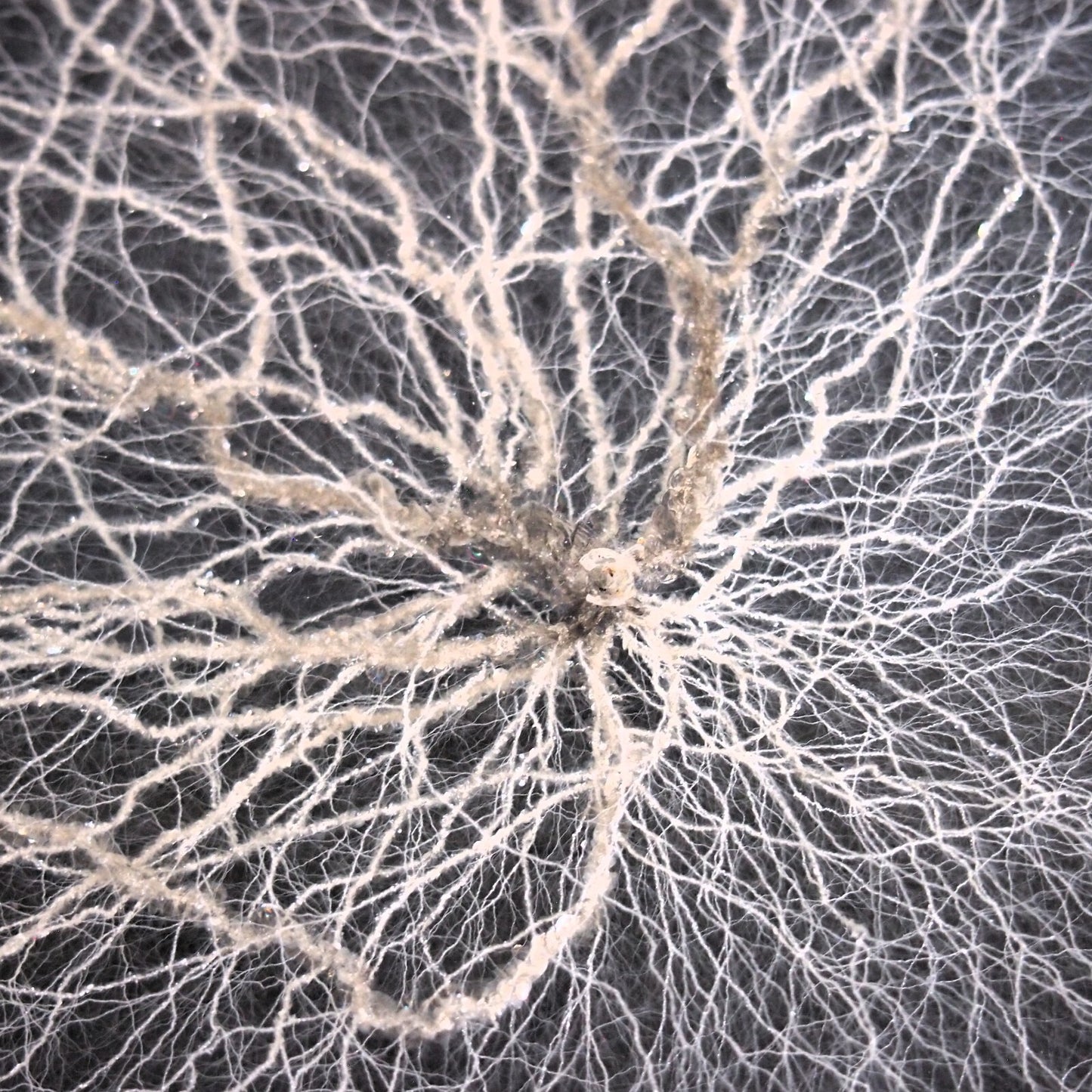 Chaotic Lichtenberg Figure in acrylic - Atomic Discharge - 6" x 6" - CIMOTA ✨