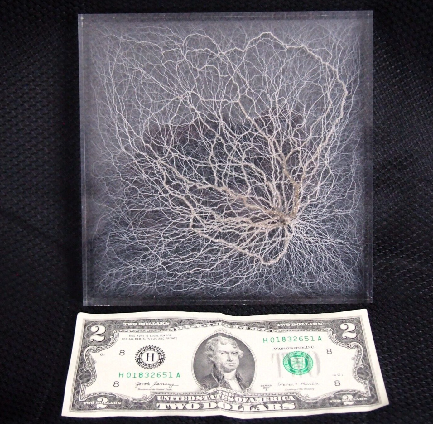 Chaotic Lichtenberg Figure in acrylic - Atomic Discharge - 6" x 6" - CIMOTA ✨
